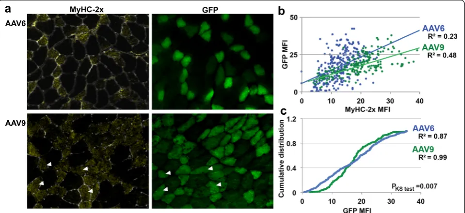 Fig. 3 Analysis of MyHC-2x expression in GFP expressing myofibers.antibody and GFP fluorescence in the corresponding myofibers from a consecutive section