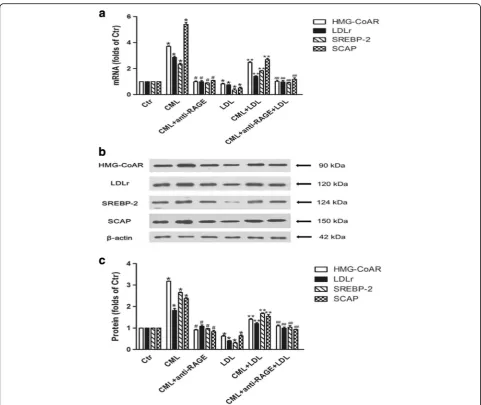 Fig. 7 Effects of CML on the mRNA and protein expression of HMG-CoAR, LDLr, SREBP-2 and SCAP in HK-2 cells