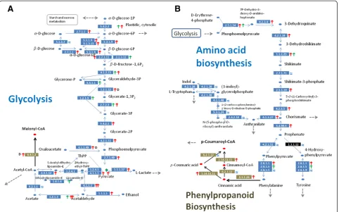 Figure 6 Patterns of gene expressions on primary metabolic networks. (A) Glycolysis was reconstructed based on transcripts of enzymes (inEC numbers) mapped to KEGG