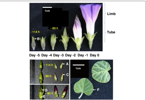 Table 1 Results of Solexa/Illumina paired-end reads (75nt in length) assembled by Trinity