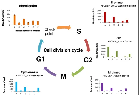 Figure 4 Cellular division patterns among organs. Patterns of cell division cycle were exemplified by homologs of known genes amongsamples A→F