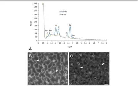 Figure 9 X-ray microanalysis of critical point dried A. thaliana leaves (carbon-coated) and effect of EDTA chelation on BSE signal