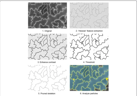 Figure 10 Processing of BSE images of A. thaliana leaf for analysis of cell size. A summary of the main steps in the procedure areshown here for an example image (provided as Additional file 4)
