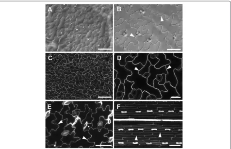 Figure 11 Imaging of epidermal cells with widefield and confocal microscopy. Cleared A