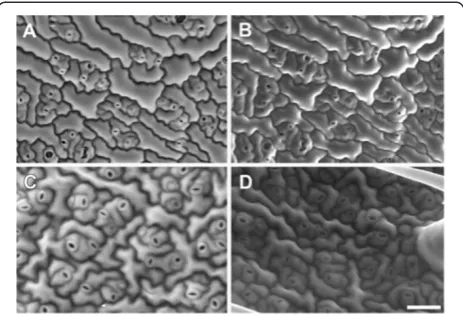 Figure 6 BSE and SE imaging of hydratedvoltage 20 kV and chamber pressure 10 Pa). Different leaves wereimaged in extended pressure mode with water vapour as theimaging gas with the BSEconditions were 82% humidity, 600 A
