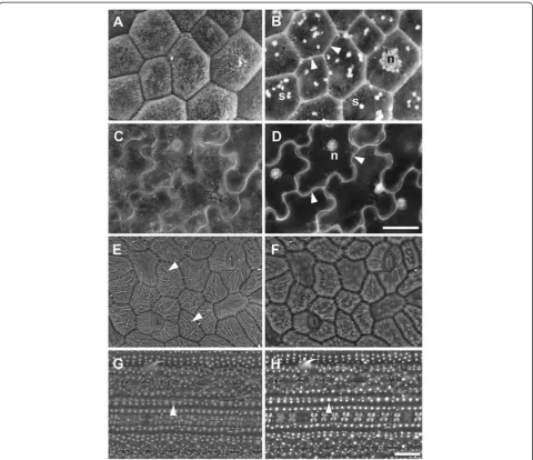 Figure 7 BSE imaging of epidermal cell surface features and internal organelles in a critical point dried A