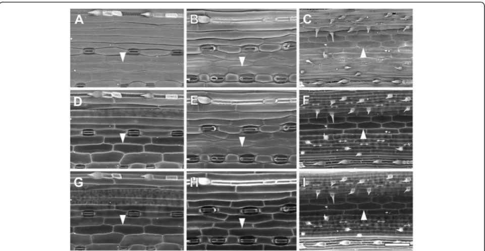 Figure 8 Effect of accelerating voltage on BSE imaging of cell wall outlines in critical point dried barley (A,D,G), wheat (B,E,H) andpressure