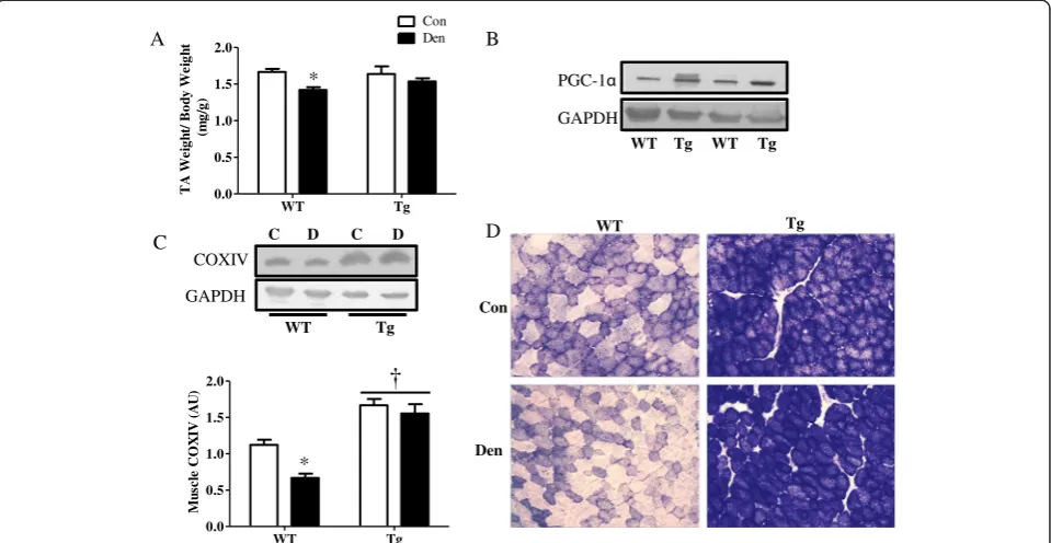 Figure 6 PGC-1α over-expressing animals have higher mitochondrial content and are protected from denervation-induced muscleatrophy