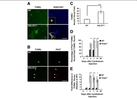 Figure 8 Increased apoptosis ofcultures isolated from wild type (WT) andSEM for Galgt1-deficient muscle cells in vitro and in vivo