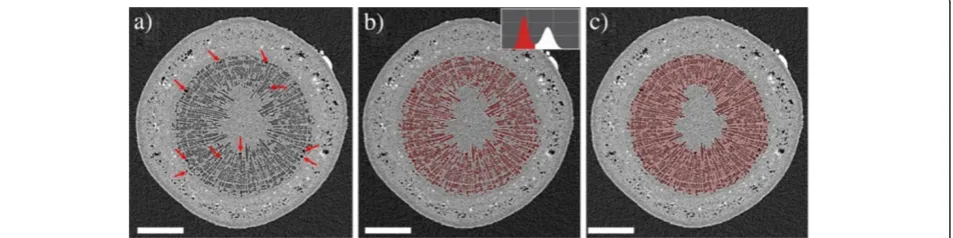 Figure 1 Quantification of xylem embolism in the stem of a Curly birch sapling. a) Sap-filled cells and cell walls are shown in light grey.Sap-filled cells and cell walls are shown in light grey, air-filled embolized cells in a dark grey or black