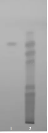 Fig. 1: Comparative TLC fingerprint profile of hesperitin and ME of B. tinctoria roots The chromatogram was visualized under ultraviolet light at 254 nm