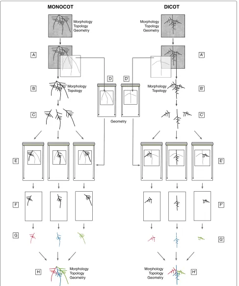 Figure 2 Procedure to digitize an entire root system. Procedure to vectorize an entire root system