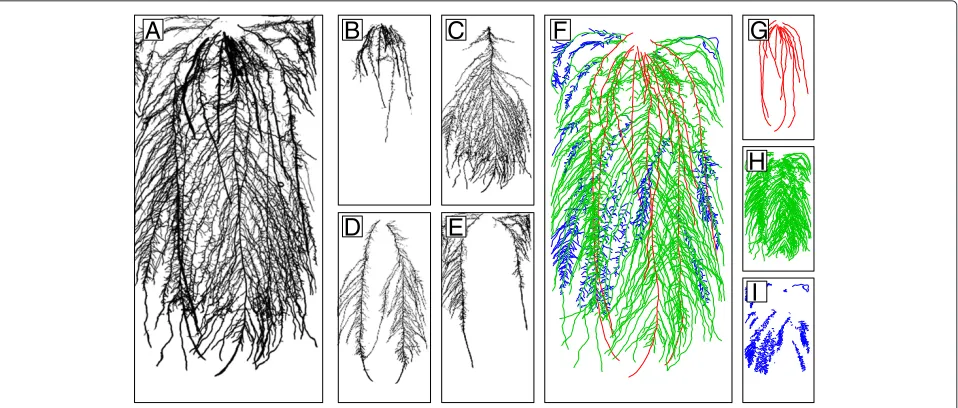 Figure 3 Example of vectorized maize root system. Example of vectorized maize root system