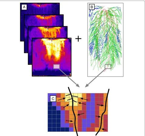 Figure 9 Local uptake analysis.analysis of the variation in the soil water content using the information obtained with the vectorized root system