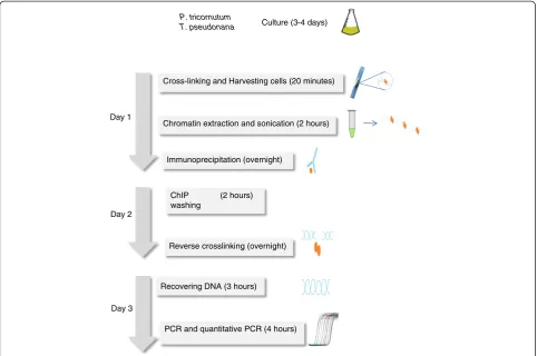 Figure 2 Sonication efficiency. Different times and number ofcycles were used for sonication