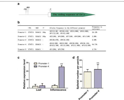 Fig. 3 The structure and transcription level of the different promoters.Promoter-4.inflorescences.frequency of the alleles in the corresponding promoters.the deletions