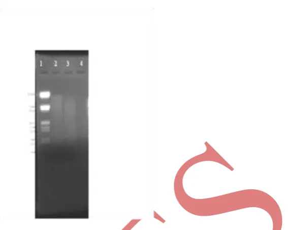 Fig 3: 1% Agarose gel showing partial restriction digestion of PTS1 and NTS2 DNA. Lanes