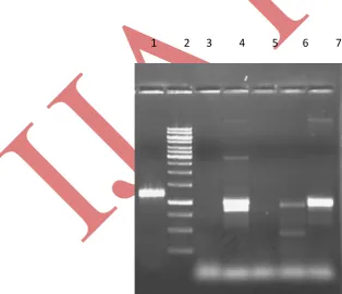 Fig 2(b): 1% Agarose gel showing amplification products of extractions of PTS1, NTS2, BGS3 and SMVDUS4 DNA with  ITS  primers