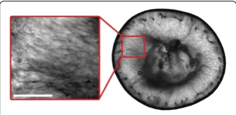 Figure 16 Confocal micrograph of the pericarp of a grapeberry undergoing véraison 55 DAF (transverse plane)