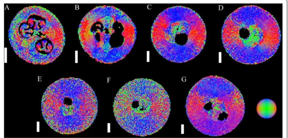 Figure 6 Transverse (T2) relaxation of the major tissue groupsof the grape berry with respect to time (transverse plane)
