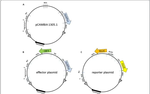 Figure 1 Schematic representation of [A] pCAMBIA1305.1, [B] GUS effector and [C] dual luciferase reporter plasmids