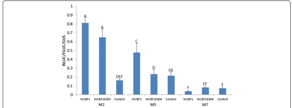 Figure 6 Comparison of activation by VrCBF1and VrCBF1E85K on the M2 and M5 CRT/DRE variants