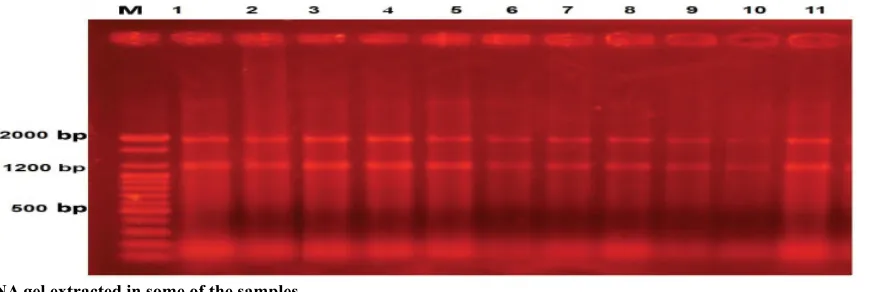 Fig. 1: RNA gel extracted in some of the samples.