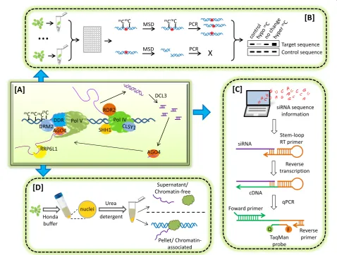 Figure 1 An integrative procedure for studying nucleic acids in RdDM. [A] A model of RdDM in Arabidopsis