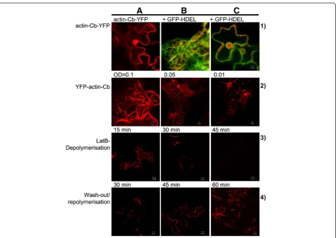 Figure 1 Transient expression of the actin-chromobody. Lane 1) Transient expression of the actin-chromobody (Actin-Cb) construct with aC-terminal YFP-fusion in Nicotiana tabacum leaves (A); co-expression with the endoplasmic reticulum marker HDEL fused to 