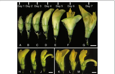Figure 3 M. truncatula flower development and manipulation of pollen donor flowers. A-G, Flowers from different developmental stageswere collected, starting from when flower buds are first visible (Day 0)