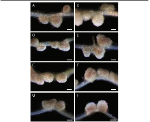 Figure 6 Confirmation of successful crosses by nodule phenotypes of the progeny.as described in Materials and methods