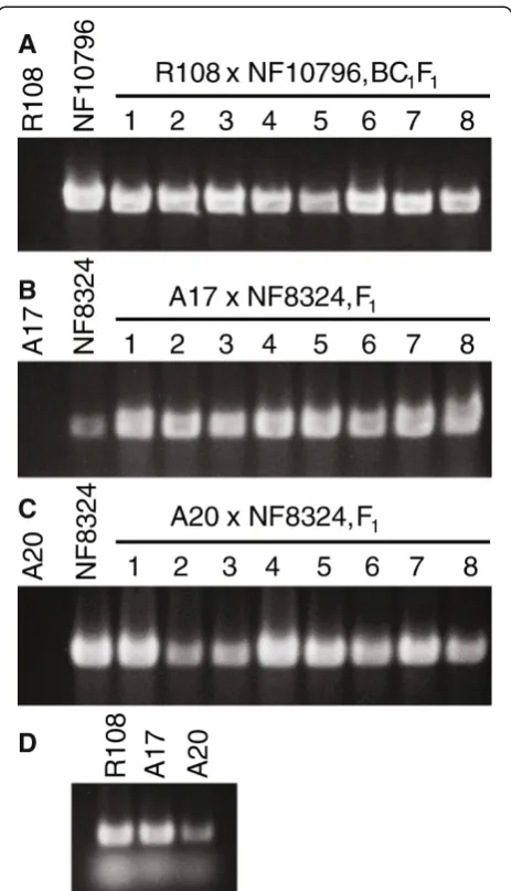 Figure 7 Confirmation of successful crosses by genotyping.usingA-C, Wild-type R108, NF10796 and NF8324, R108 x NF10796-BC1F1,A17 x NF8324-F1 and A20 x NF8324-F1 plants were PCR genotyped Tnt1 transposon specific primers