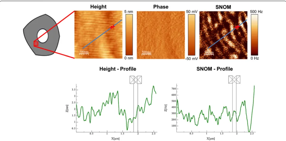 Figure 1 Height/Phase/SNOM Image of a cross section of beech and the corresponding SNOM and height profiles