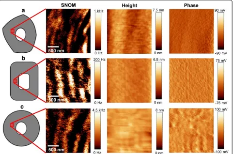 Figure 2 SNOM/Height/Phase images of beech (a), spruce (b) and bamboo (c). The SNOM images of the cross sections of the three plantspecies (positions of the measurements are illustrated) consistently show a circumferential segmentation, in contrast to the homogeneous heightand phase images, which points to compositional changes at the nano-level of the secondary cell wall.