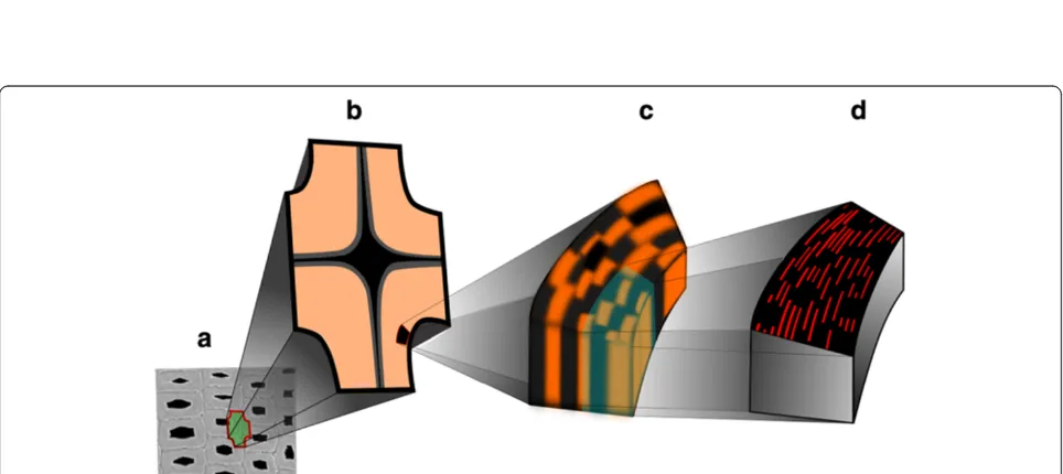 Figure 4 Height images of the network of casted cellulose nanocrystals measured with an AFM (a)/SNOM (b) tip and Height(c)/SNOM (d) image of the bilayer system (cellulose nanocrystals and lignin)