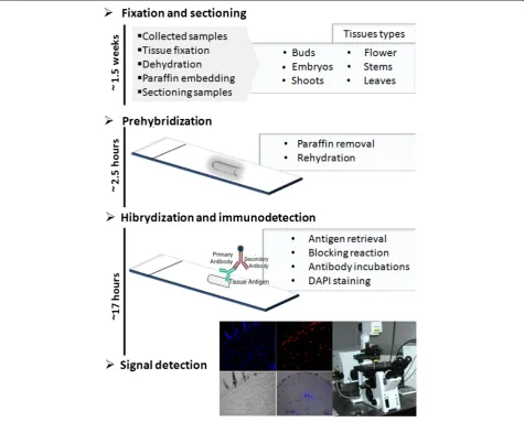 Figure 1 Schematic representation of the principal steps performed in the protocol for immunodetection of histone methylation.Different tissues were collected and fixed with FAA solution and paraffin-embedded