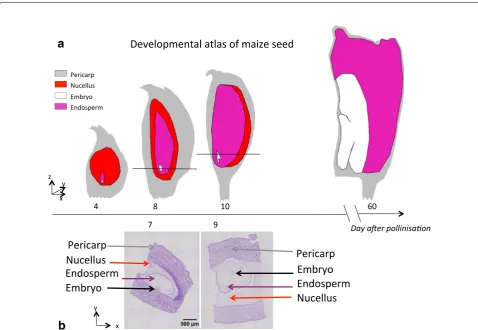 Fig. 1 Developmental atlas of maize seed. a is a representation of maize seed development under the form of 2D drawings