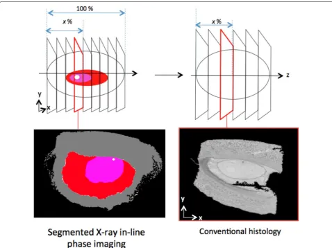 Table 2 Comparison of global measures of length between  X-ray in-line phase tomography and  conven-tional histology of different maize seed compartment at 7 DAP