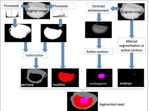 Fig. 6 Image processing pipeline developed for the segmentation of the different compartements of maize seed with X-ray in-line phase tomogra-phy