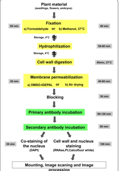 Fig. 1 Work flow diagram. The different steps of the immunolocaliza-tion protocol are indicated in boxes linked by arrows and colored in yellow for fixation and permeabilization steps