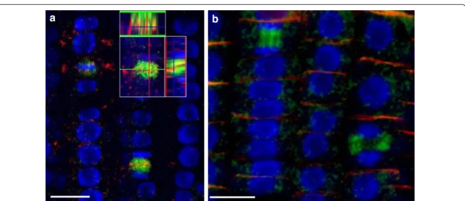 Fig. 6 Protein immunolocalization in different Triticum aestivum organs. Three days old wheat seedlings were fixed for 30 min in formaldehyde