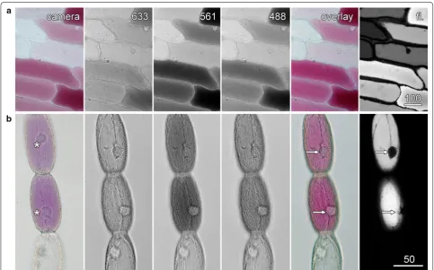 Fig. 2 Colour images with a monochrome transmitted light detector. Transmitted light images were recorded concurrently with the 633 nm red, 561 nm green and 488 nm blue lasers, with these images pseudocoloured and combined into an overlay image (overlay) w