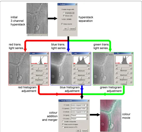 Fig. 3 Generating colour transmitted light images in ImageJ. Balanced colour images can be generated from individual images or image stacks using a simple procedure in ImageJ, even if the images recorded for the 3 different wavelengths were of different in