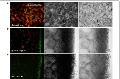 Fig. 4 Concurrent transmitted light images were improved by non-absorbed lasers. In thicker and more absorbing samples, transmitted light images were optimised using non-absorbing wavelengths