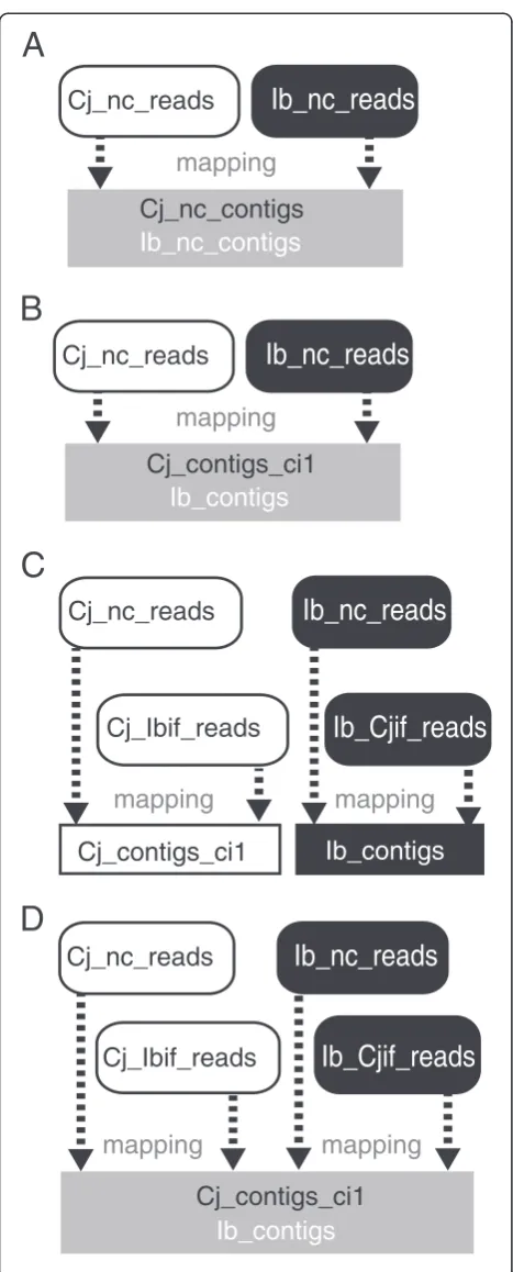 Figure 3 Scheme of read mapping to estimate the rate of falsea merged transcript set of Cj_nc_contigs and Ib_nc_contigs.(B)transcript set of Cj_contigs_ci1 and Ib_contigs.and Cj_Ibif_reads were mapped onto Cj_contigs_ci1