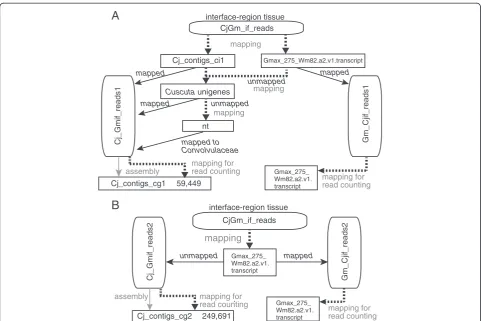 Figure 5 Schematic diagram of classification of reads from C. japonica-G. max interface region