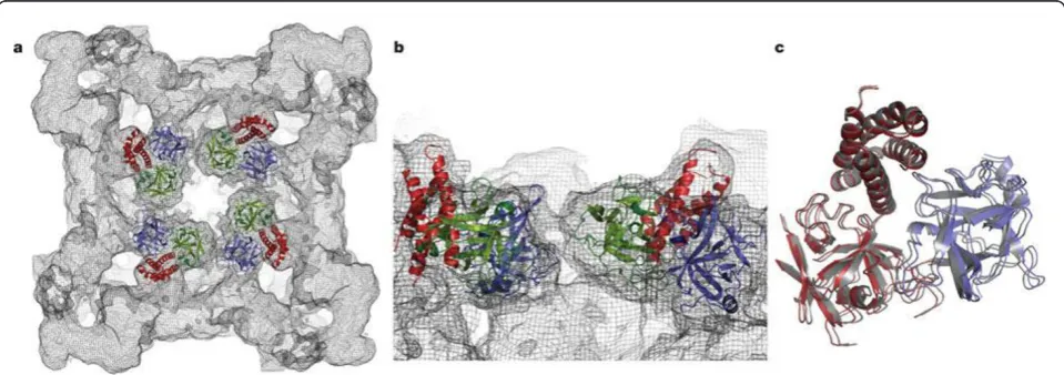 Figure 1 Crystallized structure of rabbit ryanodine receptor (RyR)1 for amino acid residues 1-559
