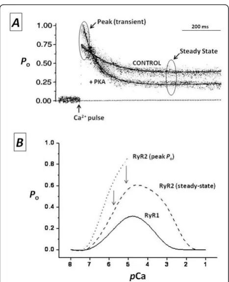 Figure 2 Modulation of ryanodine receptors (RyRs) by CaEnsemble currents of single RyR2 show the effect of fast Canitrophenyl EGTA, tetrapotassium salt; NP-EGTA) increased [Caandmeasured at the indicated stationary concentrations of Ca(from [51].2+