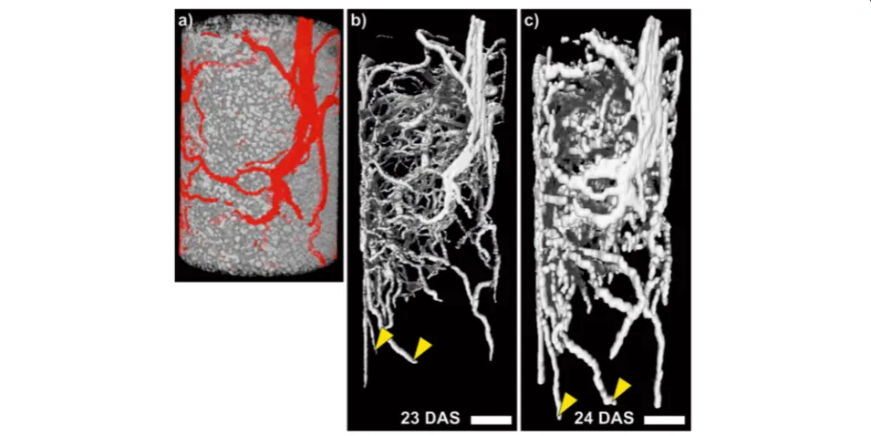 Figure 1 CT and MRI images of soil and bean roots in a small pot.voxel size of 56 × 56 × 56 The same plant grown in a soil filled pot with an inner diameter (I.D.)of 34 mm and a height of 200 mm was imaged sequentially with X-ray Computed Tomography (CT) a