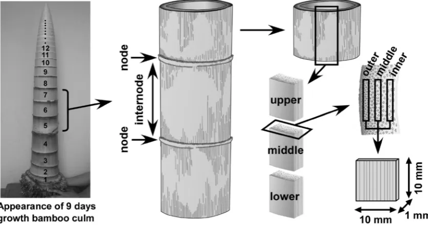 Fig. 1 Process of specimen preparation. In each internode, specimens were prepared to investigate the changes in cellulose crystallinity in cellwalls along the longitudinal or radial directions